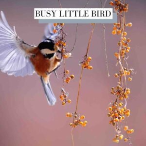 Busy Little Bird Acoustic