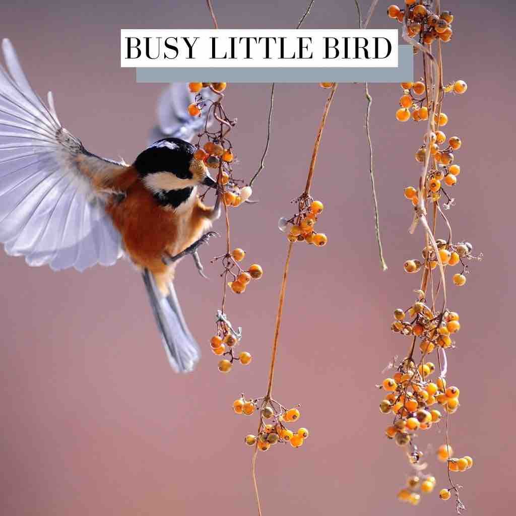 Busy Little Bird Acoustic