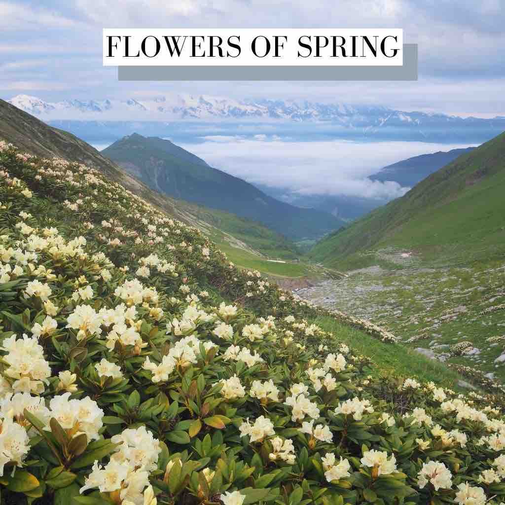 Flowers Of Spring Acoustic