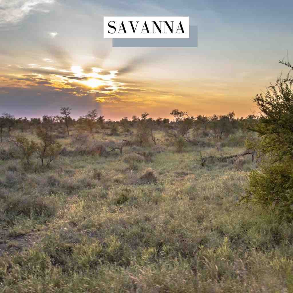 Savanna Percussion